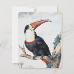 De roodbilled Toucan (1748) van Aert Schouman Kaart