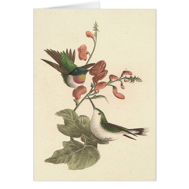 De roodkeelachtige of robijnrode kolibrie (Voorkant)