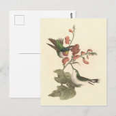 De roodkeelachtige of robijnrode kolibrie briefkaart (Voorkant / Achterkant)