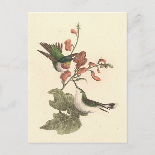 De roodkeelachtige of robijnrode kolibrie briefkaart (Voorkant)