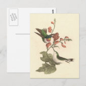 De roodkeelachtige of robijnrode kolibrie briefkaart (Voorkant / Achterkant)