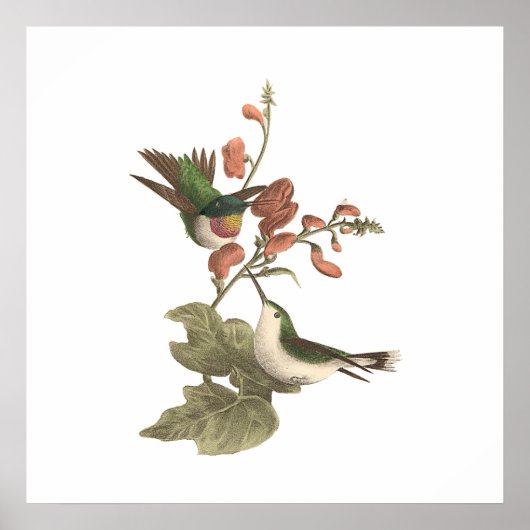 De roodkeelachtige of robijnrode kolibrie poster (Voorkant)