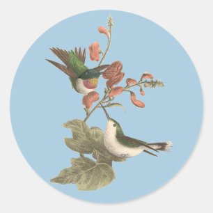 De roodkeelachtige of robijnrode kolibrie ronde sticker