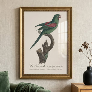 De roodkeelparkiet  foto afdruk