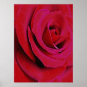 DE ROOIE ROOS POSTER (Voorkant)