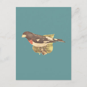 De Roos-borst Grosbeak Coccoborus ludovicianus Briefkaart