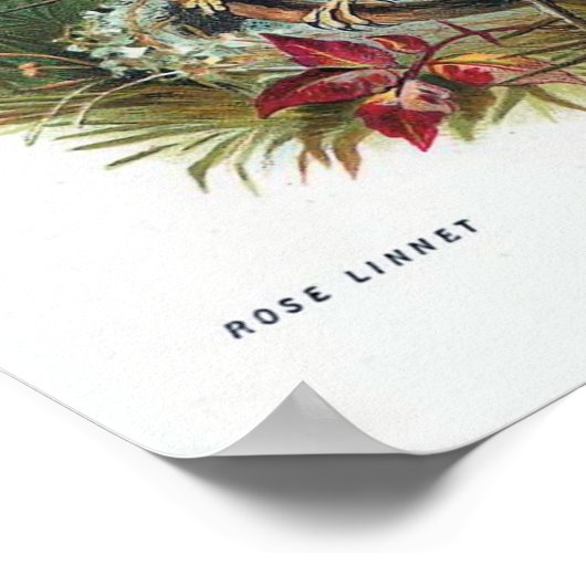 De Roos Linnet Poster (Hoek)
