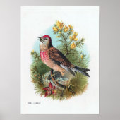 De Roos Linnet Poster (Voorkant)
