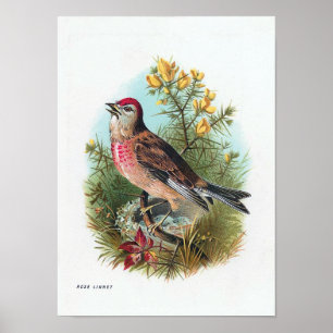 De Roos Linnet Poster