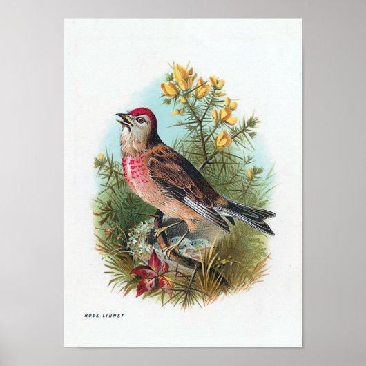 De Roos Linnet Poster (Voorkant)