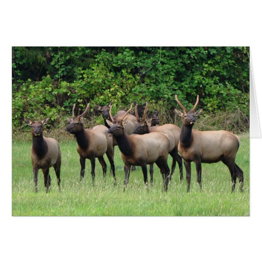 De Roosevelt Elk Herd (Voorkant Horizontaal)
