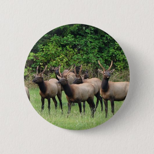 De Roosevelt Elk Herd Ronde Button 5,7 Cm (Voorkant)