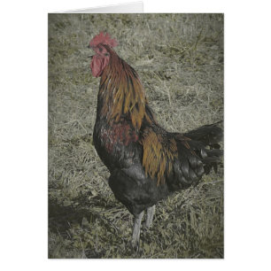 De roosterkoeien