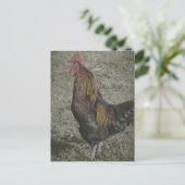De roosterkoeien briefkaart (Staand voorkant)