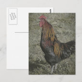 De roosterkoeien briefkaart (Voorkant / Achterkant)