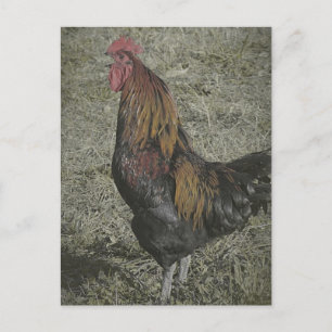 De roosterkoeien briefkaart