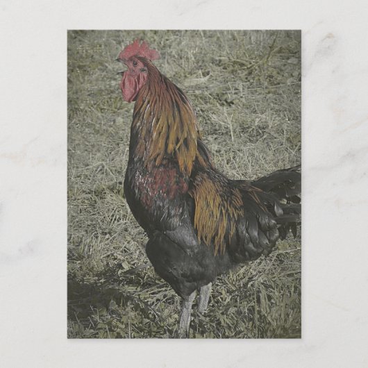 De roosterkoeien briefkaart (Voorkant)