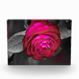 De Rosy Camellia Fotoblokken