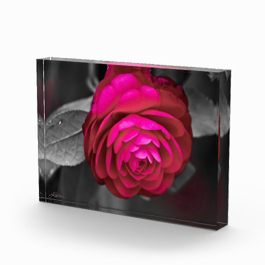 De Rosy Camellia Fotoblokken (Rechts)