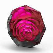 De Rosy Camellia Fotoblokken (Rechts)