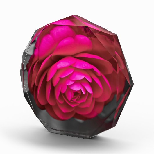 De Rosy Camellia Fotoblokken (Rechts)