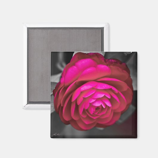 De Rosy Camellia Magneet (Voorkant / Achterkant)