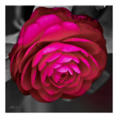 De Rosy Camellia Perfect Poster (Voorkant)