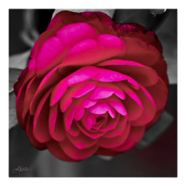 De Rosy Camellia Perfect Poster