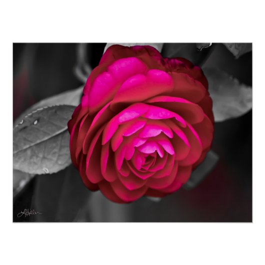 De Rosy Camellia Perfect Poster (Voorkant)