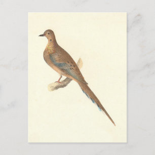 De rouwduif (Carolina Turtle Dove) NY Birds Briefkaart