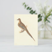 De rouwduif (Carolina Turtle Dove) NY Birds Briefkaart (Staand voorkant)