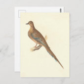 De rouwduif (Carolina Turtle Dove) NY Birds Briefkaart (Voorkant / Achterkant)