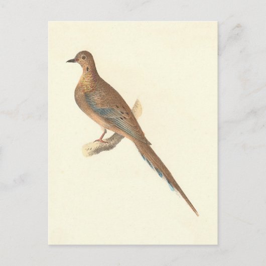 De rouwduif (Carolina Turtle Dove) NY Birds Briefkaart (Voorkant)