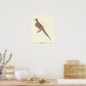 De rouwduif (Carolina Turtle Dove) NY Birds Poster (Keuken)