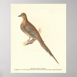 De rouwduif (Carolina Turtle Dove) NY Birds Poster