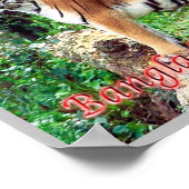 De Royal Bengal Tiger Poster (Hoek)