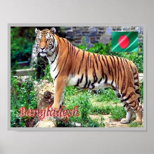 De Royal Bengal Tiger Poster (Voorkant)