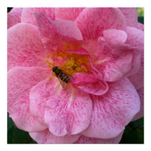 De roze Bloem komt de Douche van het Lot van de Poster