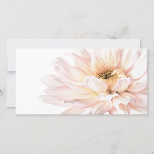 De roze Bloem van de Dahlia - Dahlia's (Voorkant)