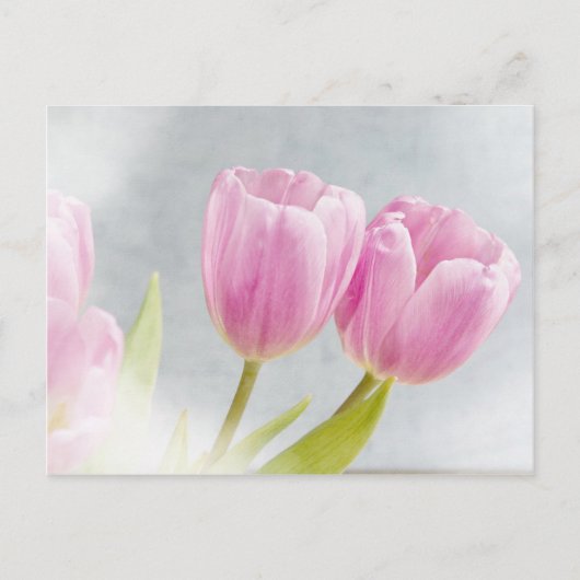 De roze Bloemblaadjes van de Bloem van de Tulp Briefkaart (Voorkant)