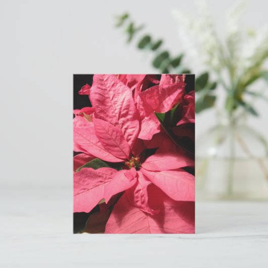 De roze Bloemen van Kerstmis van Poinsettia Feestdagenkaart (Staand voorkant)