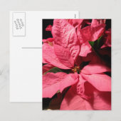 De roze Bloemen van Kerstmis van Poinsettia Feestdagenkaart (Voorkant / Achterkant)