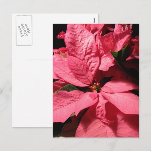 De roze Bloemen van Kerstmis van Poinsettia Feestdagenkaart (Voorkant / Achterkant)