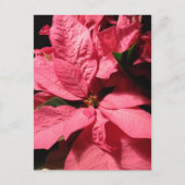 De roze Bloemen van Kerstmis van Poinsettia Feestdagenkaart (Voorkant)