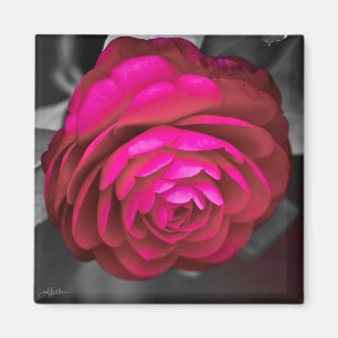 De Roze Camellia Magneet