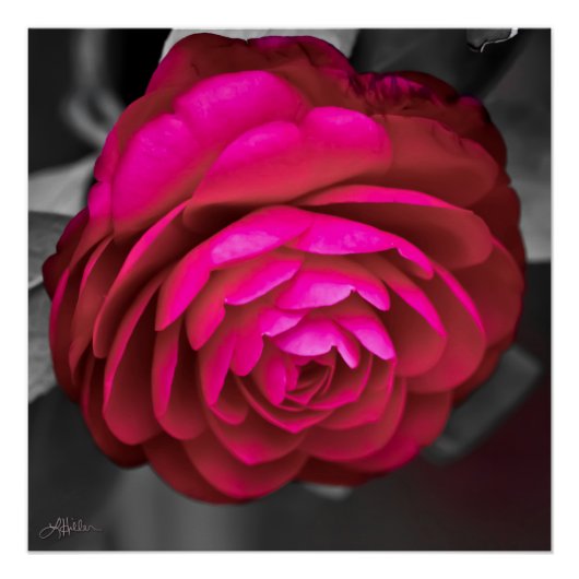 De Roze Camellia Perfect Poster (Voorkant)