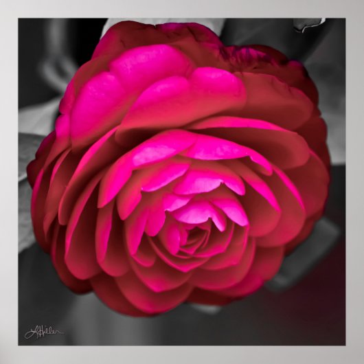 De Roze Camellia Poster (Voorkant)