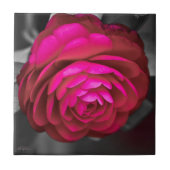 De Roze Camellia Tegeltje (Voorkant)