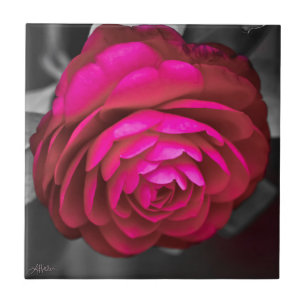 De Roze Camellia Tegeltje