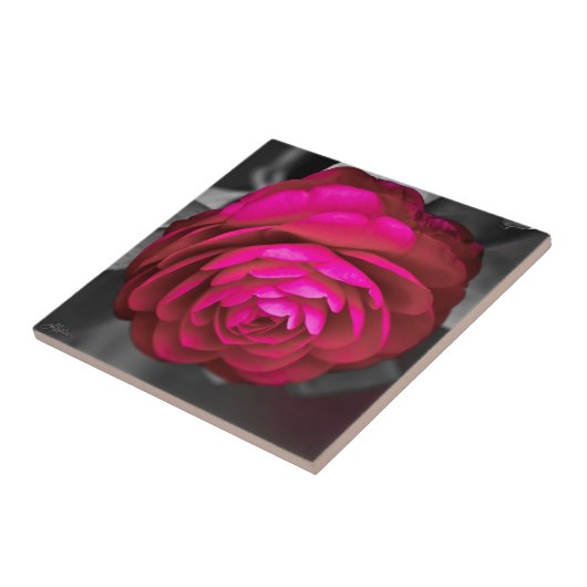 De Roze Camellia Tegeltje (Zijkant)